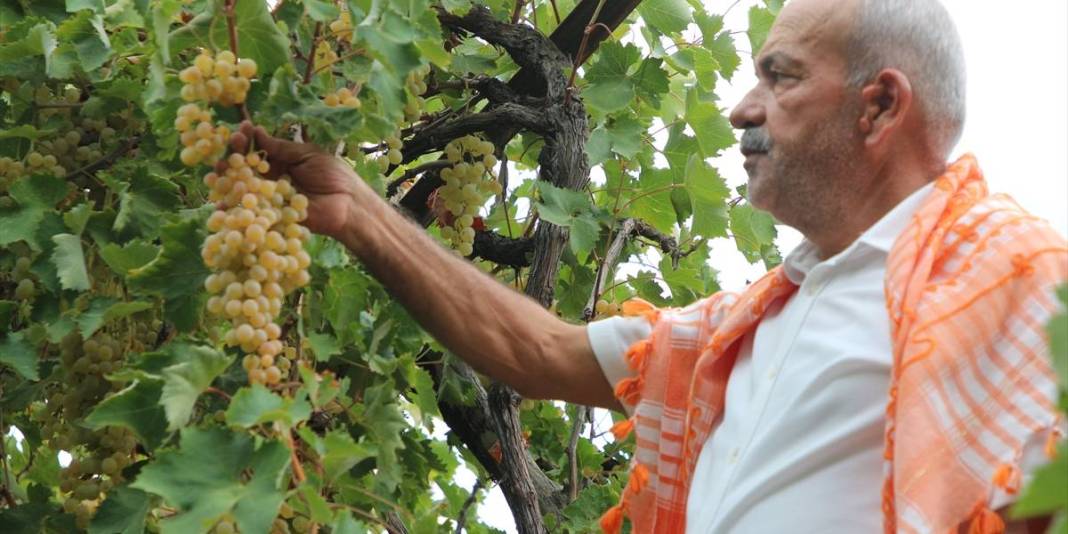 Likyalılardan günümüze uzanan lezzet! Tadı kendine has, raf ömrü uzun: 150 dönümde özenle toplanıyor 4